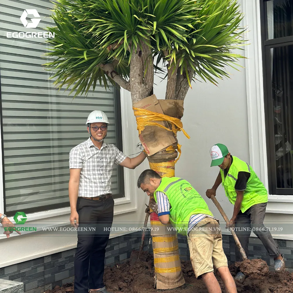 EGOGREEN minh bạch về giống cây, chủng loại cây sử dụng